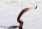 Anhinga Spear Fishing