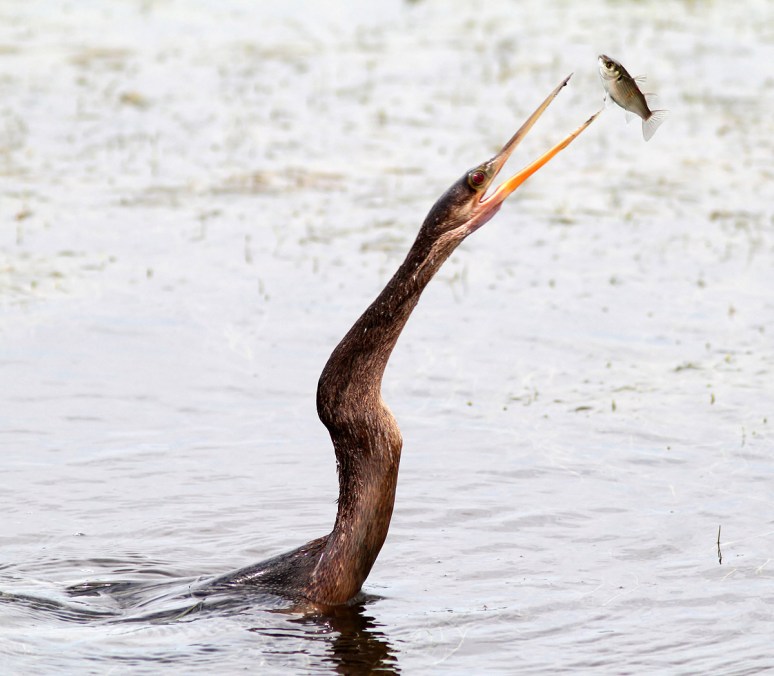 Anhinga Spear Fishing