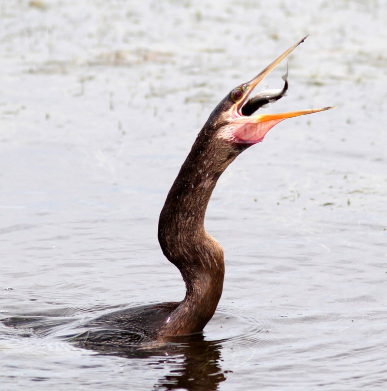 Anhinga Spear Fishing
