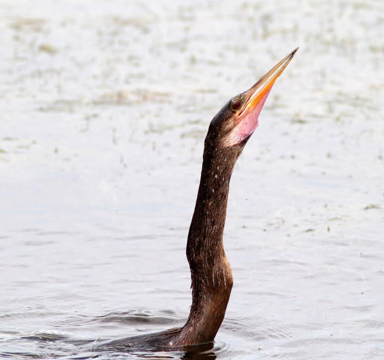 Anhinga Spear Fishing