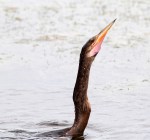 Anhinga Spear Fishing