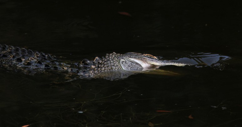Young Alligator