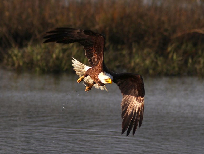 Bald Eagle Fishing in the Marsh 