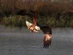 Bald Eagle Fishing in the&nbsp;Marsh