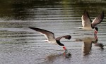 Black Skimmers Working the&nbsp;Marsh
