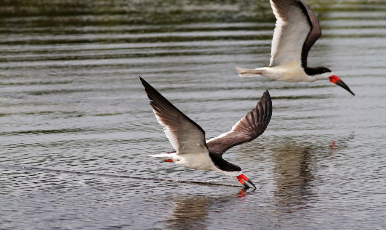 Black Skimmers Working the Marsh 