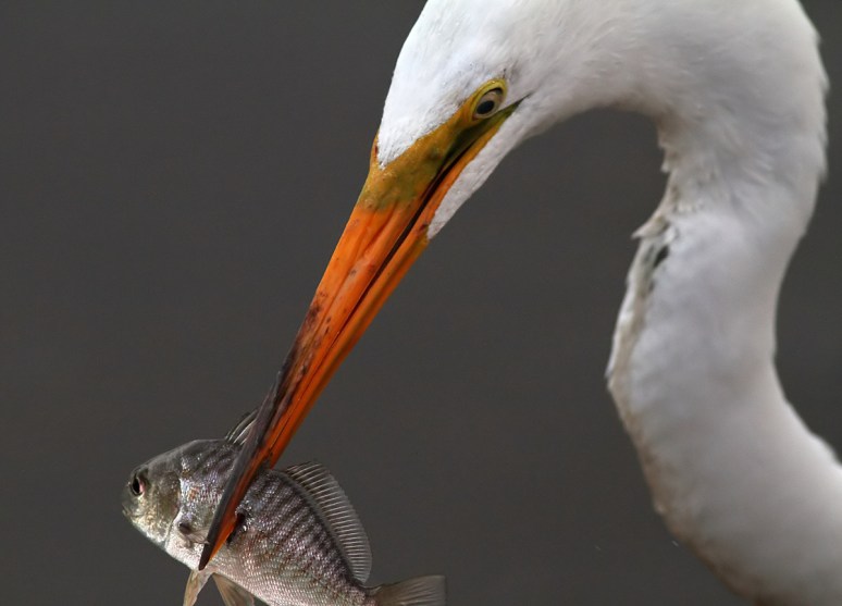 Egret Fishing Close