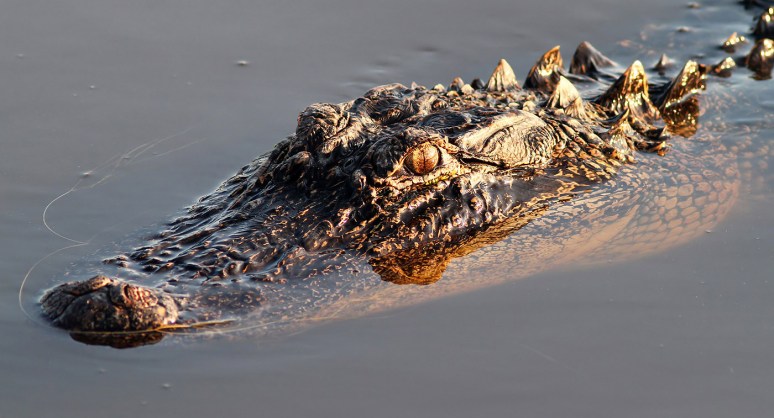 Gator Floating in Marsh Pond