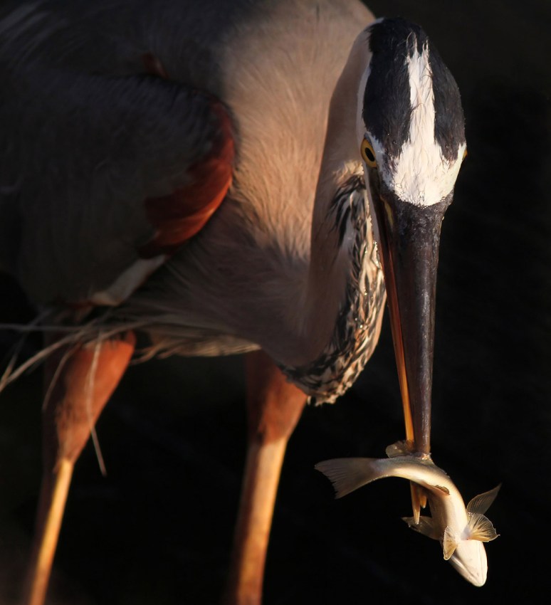 GBH Fishing in Evening Light