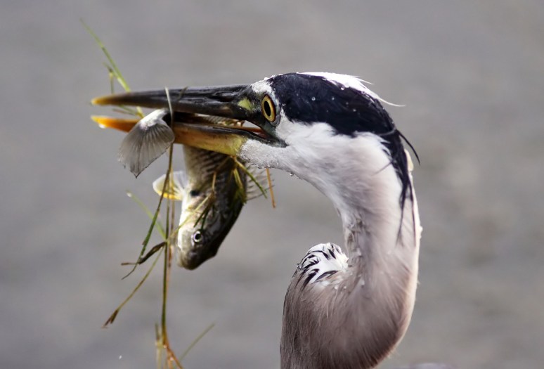 GBH Fishing Late Evening