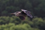 GBH Flight Across the&nbsp;Marsh