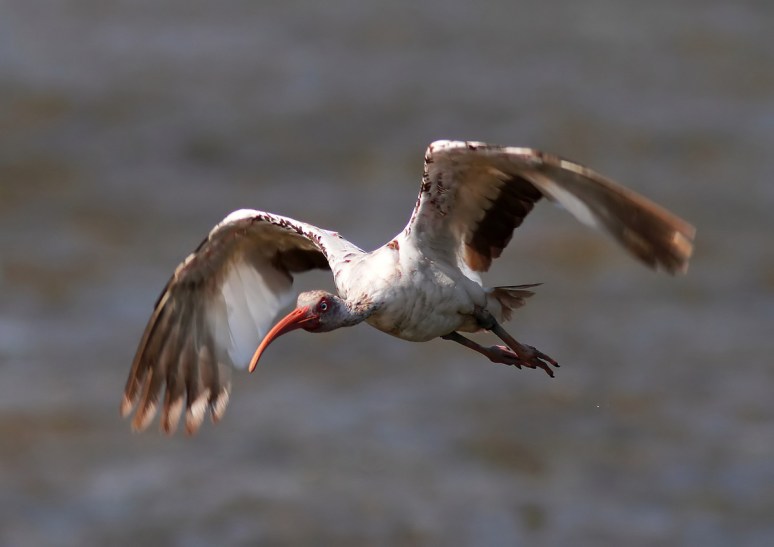 Juvie Ibis Flight Over the Marsh Pond