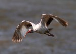 Juvie Ibis Flight Over the Marsh&nbsp;Pond