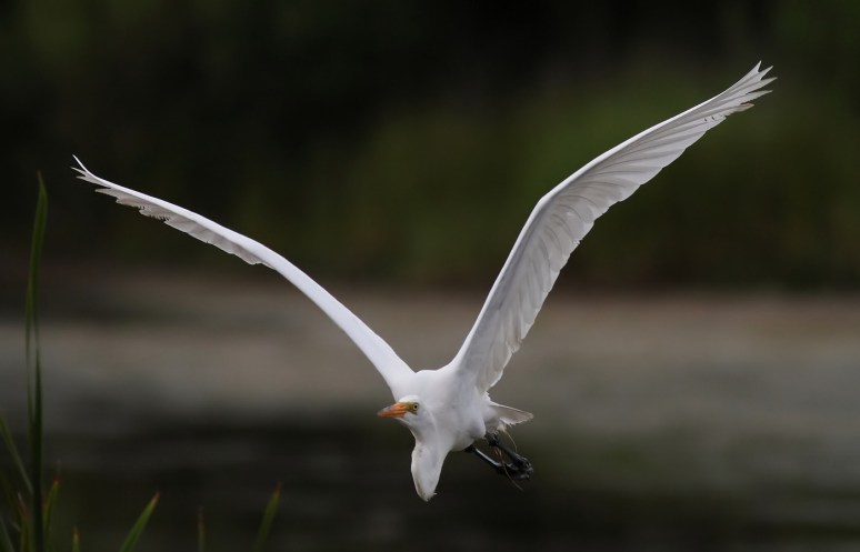Late Evening Egret Flight