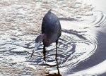 Little Blue Heron Fishing in&nbsp;Pond