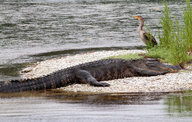 Mr Alligators Morning 