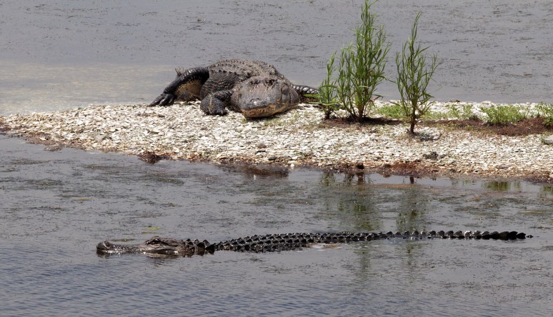 Mr Alligators Morning 