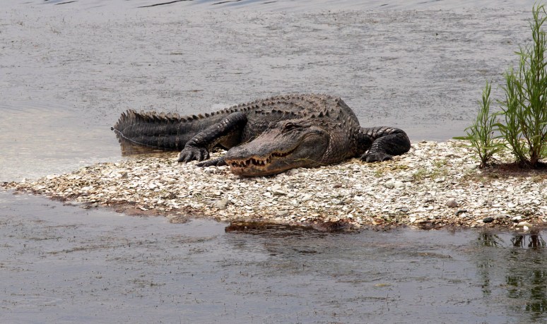 Mr Alligators Morning 