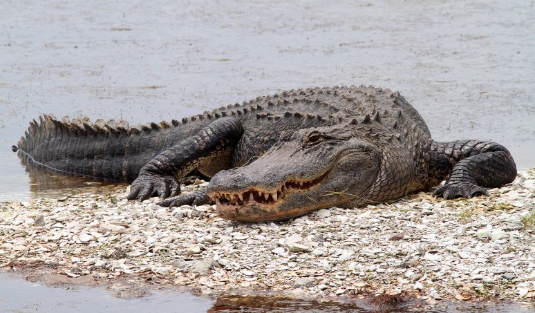 Mr Alligators Morning 