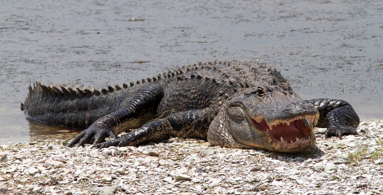 Mr Alligators Morning 