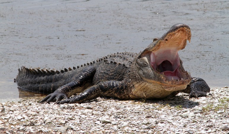 Mr Alligators Morning 