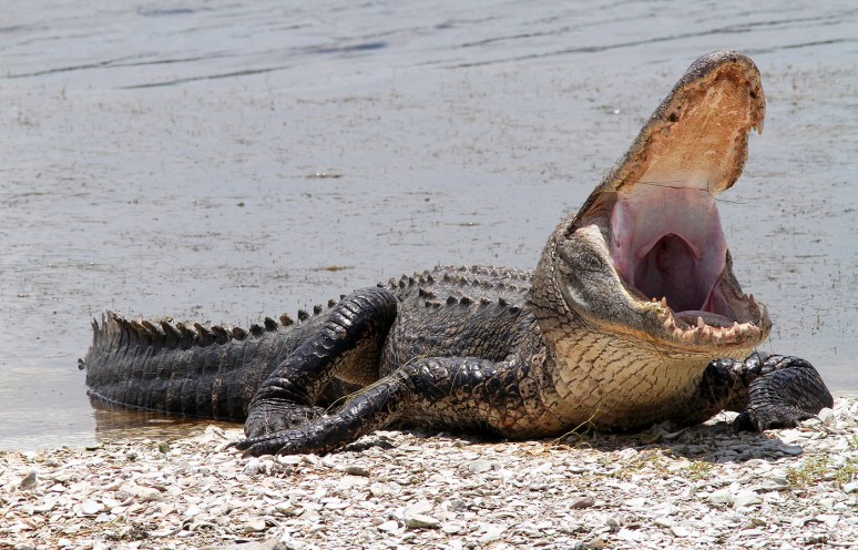 Mr Alligators Morning 