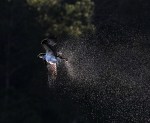 Osprey Shaking Off