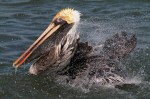 Pelican Bathing