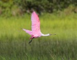 Spoonbill Evening Flight