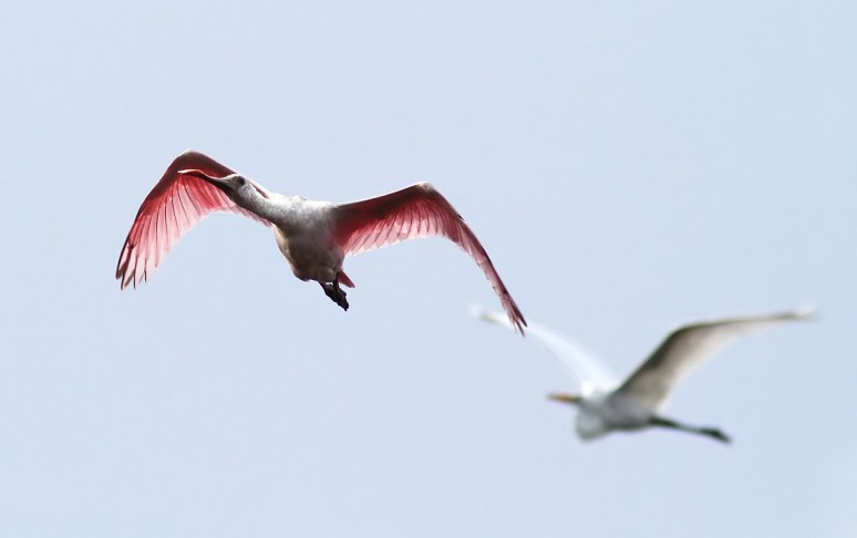 Spoonbill Evening Flight 
