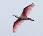 Spoonbill Evening Flight&nbsp;02