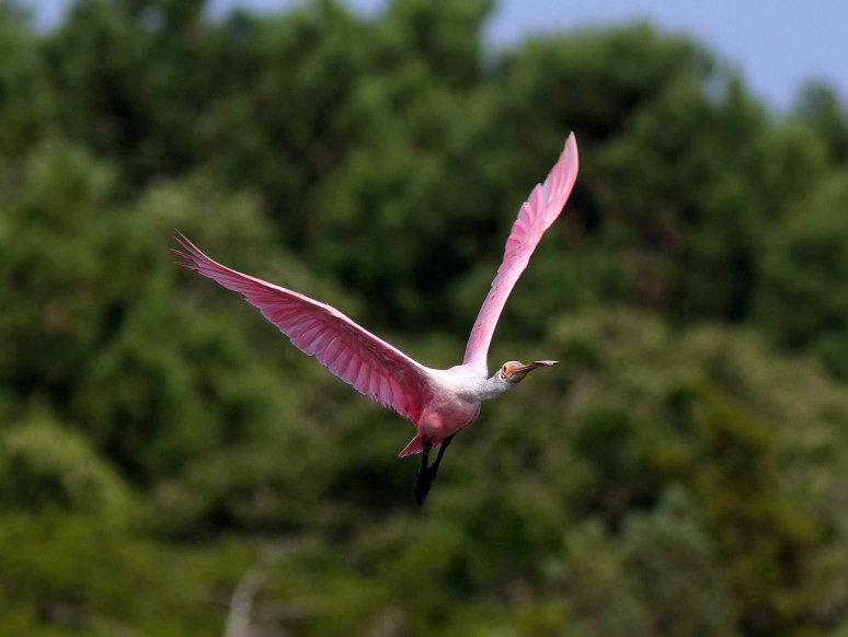 Spoonbill Evening Flight 
