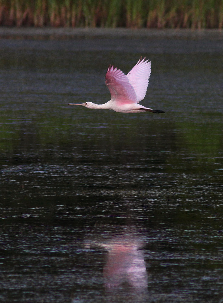 Roseate Spoonbill
