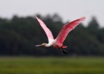 Spoonbill Morning Flight