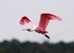 Spoonbill Morning Flight