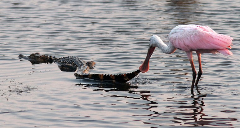 Spoonbill Picks Up Alligator Tail