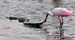Spoonbill Picks Up Alligator&nbsp;Tail