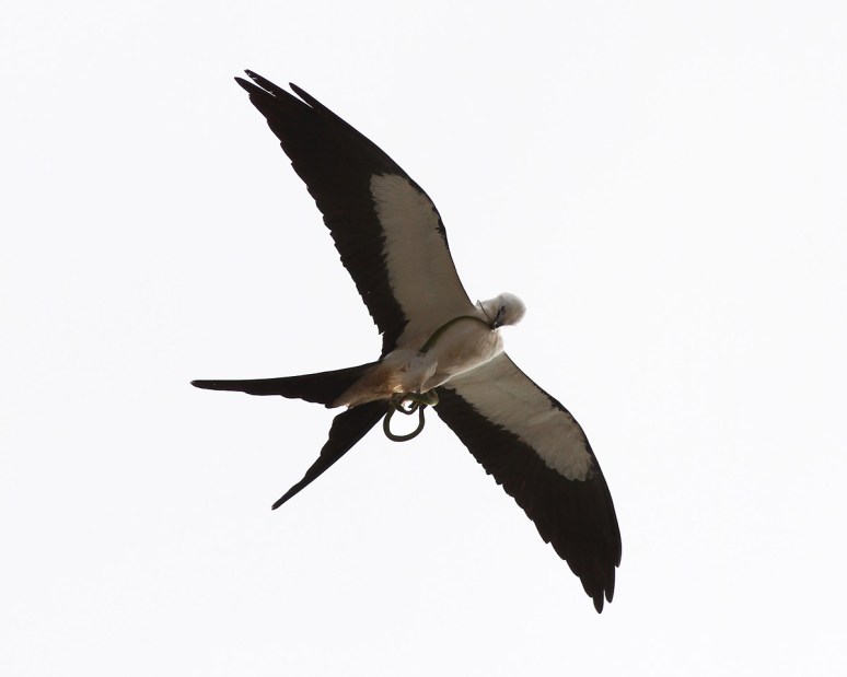 Swallow-tailed Kite With Snake 