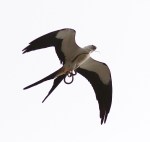 Swallow Tailed Kite With&nbsp;Snake
