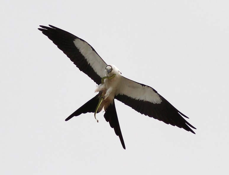 Swallow-tailed Kite With Snake 