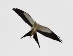 Swallow-tailed Kite With&nbsp;Snake