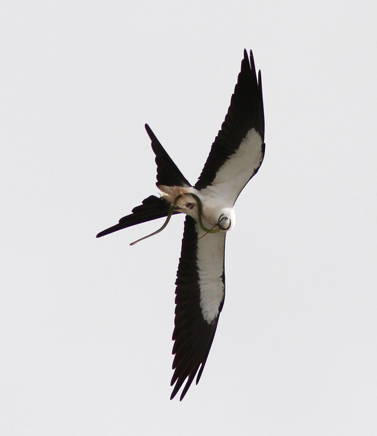 Swallow-tailed Kite With Snake 
