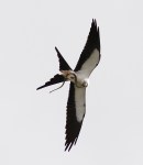 Swallow-tailed Kite With&nbsp;Snake