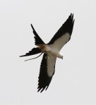 Swallow-tailed Kite With&nbsp;Snake