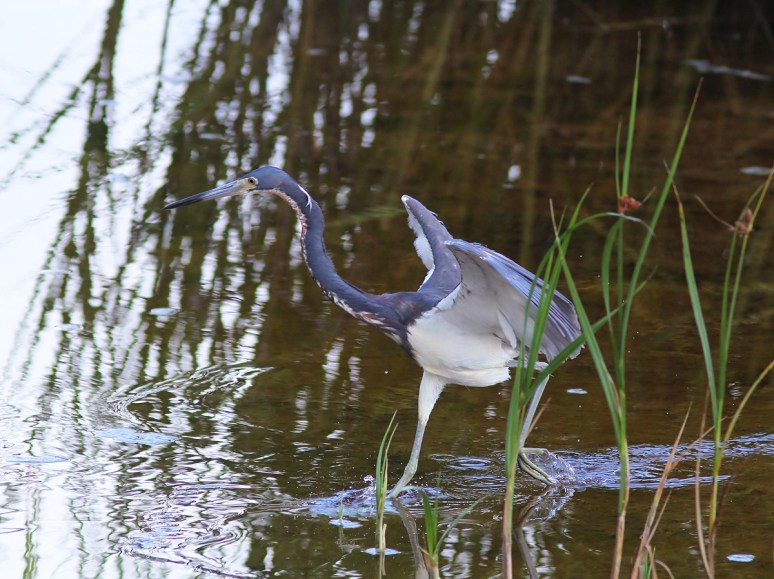 Tricolor Fishing in the Marsh Pond 
