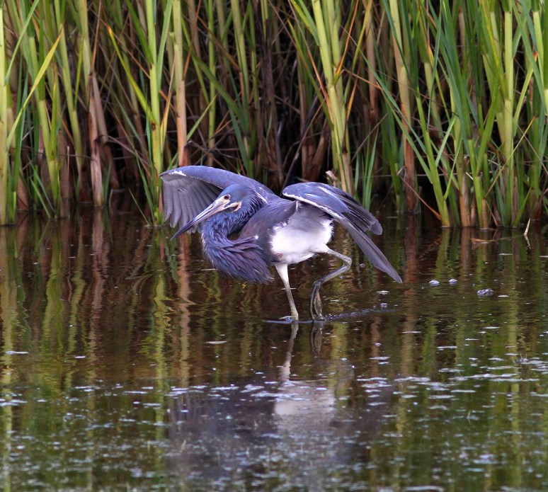 Tricolor Fishing in the Marsh Pond 