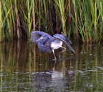 Tricolor Fishing in the Marsh&nbsp;Pond