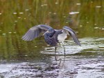 Tricolor Fishing in the Marsh&nbsp;Pond