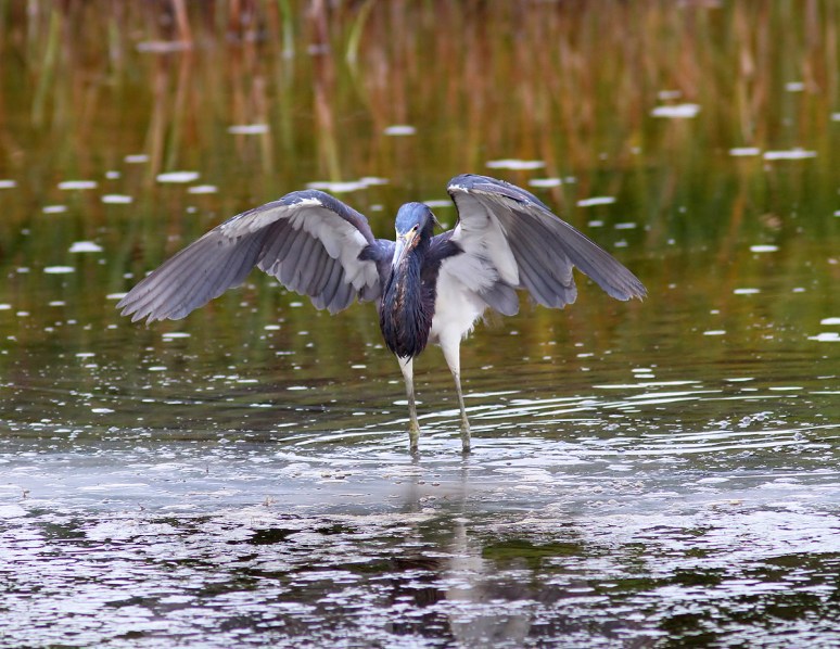 Tricolor Fishing in the Marsh Pond 