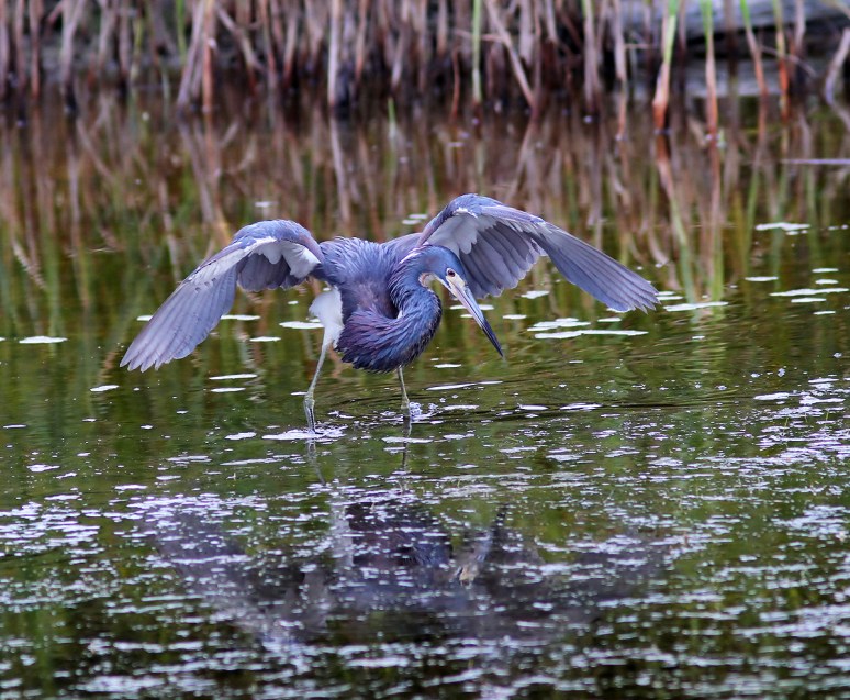 Tricolor Fishing in the Marsh Pond 